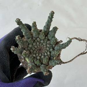 71 Euphorbia gatbergensis / ユーフォルビア ガトベルゲンシス 鷲卵丸 [検索] フスカ ホープタウンエンシス ムルチセプス デセプタ