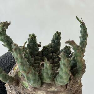 72 Euphorbia gatbergensis / ユーフォルビア ガトベルゲンシス 鷲卵丸 [検索] フスカ ホープタウンエンシス ムルチセプス デセプタ