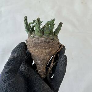 73 Euphorbia gatbergensis / ユーフォルビア ガトベルゲンシス 鷲卵丸 [検索] フスカ ホープタウンエンシス ムルチセプス デセプタ