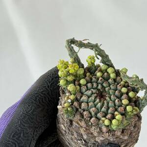 75 Euphorbia gatbergensis / ユーフォルビア ガトベルゲンシス 鷲卵丸 [検索] フスカ ホープタウンエンシス ムルチセプス デセプタ