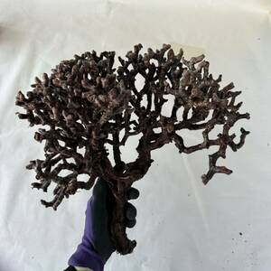 110 Pelargonium mirabile / ペラルゴニウム ミラビレ [検索] パキポディウム グラキリス オペルクリカリア パキプス ピグマエア 