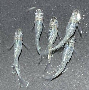 【梅髙】極上種親 ゴブリン 若魚5匹 サバンナ様血統　めだか　サボテン プロメテウス ミッドナイトフリル ネプチューン サンシャイン 宮桜