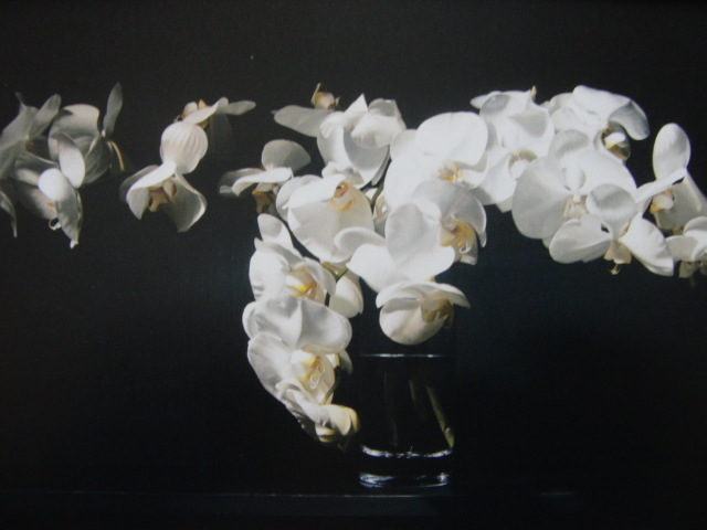 Fumihiko Gomi [White Flower], Rare art book, In good condition, Brand new with high-quality frame, free shipping, Western painting, oil painting, landscape, Zer, Painting, Oil painting, Nature, Landscape painting