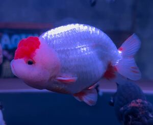 [AQUA SHOP..] finest quality small tail golgfish ....14.±