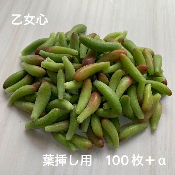 ［多肉植物］乙女心 葉挿し用100枚＋α