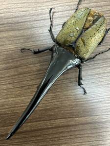 【chaser1106】標本用死虫 へラクレスオオカブト 　♂179.3mm