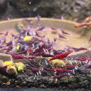 * white spot slawesi shrimp 5 pcs +α [ including in a package un- possible ]*