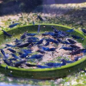 ^ dark blue Cherry shrimp 5 pcs +α^