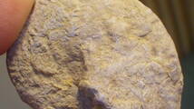 フランス産のアンモナイト化石です。　縫合線も　残３_画像1