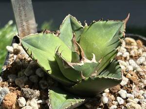  agave chitanotatolikelatops white . cow 