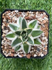  agave Pinky .... snow A type white . wheel 