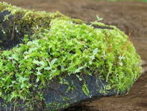 石鉢　長さ38.8cm　重量4.5kg　植木鉢　庭石　蹲　九州産天然石_画像3