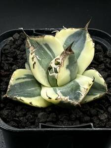  agave chitanotasnagru toe s. stock departure root ending ②