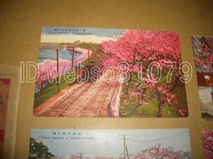 N3700 絵葉書１０枚 東都の桜 荒川堤 向島 芝公園 江戸川 上野公園西郷銅像 赤坂見附 四ッ谷見附附近の桜電車 飛鳥山