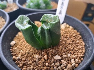 多肉植物　三色万象　鉢植えのまま発送