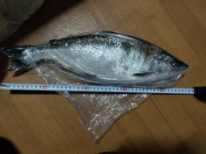 北海道 オホーツク サクラマス 桜鱒 47cm 1414g 冷凍