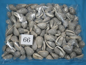 ◆貝がら◆トリノコガイ◆1 kg◆No.66