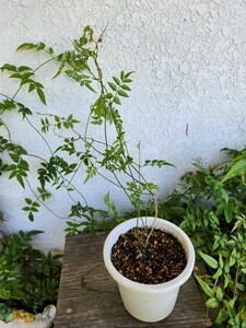 ジャスミンの鉢物・花はとても良い香りがします。