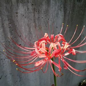 ヒガンバナ　彼岸花　曼珠沙華　球根　10球