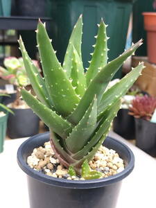  aloe un- night castle [ succulent plant decorative plant seedling ]