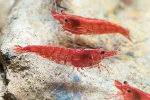 [Nez-Eau] red Cherry shrimp 5 pcs [1 set ]