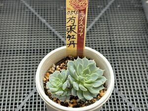 ミックスベリア　芍薬牡丹　抜き苗　札無し　多肉植物　エケベリア