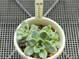 ぼのぼのさん苗　てんてんてまり　抜き苗　札無し　多肉植物　セダム　エケベリア