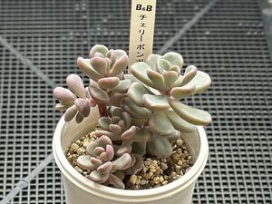 ぼのぼのさん苗　チェリーボンボン　抜き苗　札無し　多肉植物　セダム　エケベリア