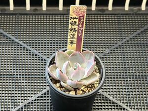 ミックスベリア　龍鱗蓮華　札付き　エケベリア　おらいさん苗　多肉植物