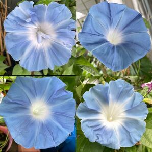 『青雲』 大輪朝顔の種 あさがおの種 水色 ライトブルー アサガオの種子の画像2
