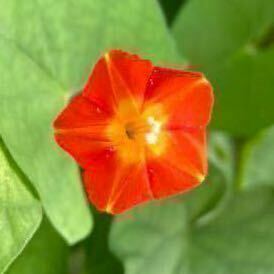 マルバルコウソウの種　ビタミンカラー　オレンジ　蔓性　朝顔　丸葉縷紅草　春蒔き