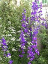 千鳥草の種　紫　ラークスパー　秋蒔き　春咲き_画像4
