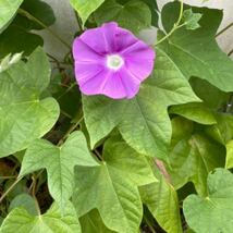 朝顔の種　ピンク紫　パープルピンク　ピンクむらさき　アサガオの種　日本朝顔_画像4