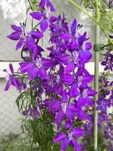 千鳥草の種　紫　ラークスパー　秋蒔き　春咲き_画像1