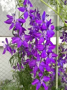 千鳥草の種　紫　ラークスパー　秋蒔き　春咲き