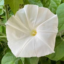 パーリーゲートの種　西洋朝顔　真っ白な朝顔　アサガオの種　ホワイト　純白_画像1