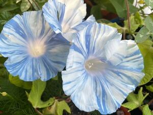 『渓流』　大輪朝顔　日本朝顔の種　水色　絞り咲き　アサガオ　　あさがお　かすり　ブルー