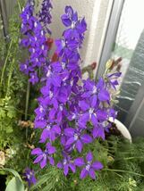 千鳥草の種　紫　ラークスパー　秋蒔き　春咲き_画像5