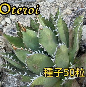 【種子】アガベ オテロイ厳龍種子50粒 メキシコオアハカ産　発芽確認済