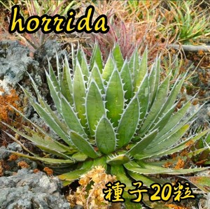 [種子] アガベ ホリダ Agave horrida ssp. horrida　20粒