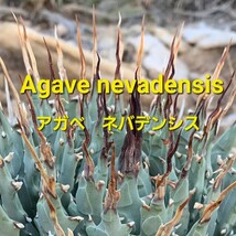 【種子】5月入荷　アガベ　ユタエンシス　ネバデンシス　種子20粒_画像5