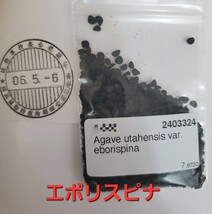 【種子】アガベ　ユタエンシス　エボリスピナ種子20粒　発芽確認済_画像4