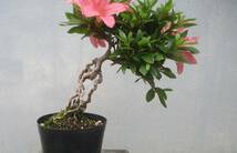 小品　根上がり　さつき盆栽　　◆新日光◆　　鉢　　　３号深_画像2