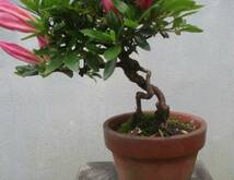 小品　根上がり　さつき盆栽　　◆女神◆　　鉢　　　３号深_画像2