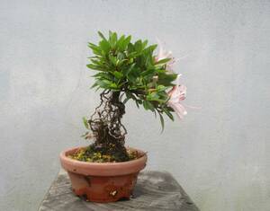 小品　根上がり　さつき盆栽　　◆日の丸◆　　鉢　　　３号