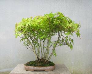 . tree bonsai * mountain maple ....* pot 18.5*11cm