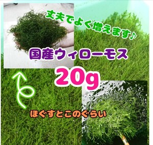 国産ウィローモス 20g 水草