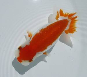 【天明らんちゅう】■■■厳選本命魚■■　■特選魚■　二歳　止の綺麗な　尾形のいい　大会用　■A12