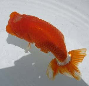 [ heaven Akira golgfish ]### carefuly selected book@ life fish # two -years old fat stop. beautiful tail shape. .. Special on goods #.8