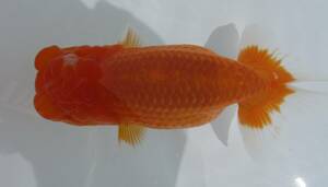 [ heaven Akira golgfish ]### carefuly selected book@ life fish ## # special selection fish # two -years old stop. beautiful tail shape. .. convention for #.6